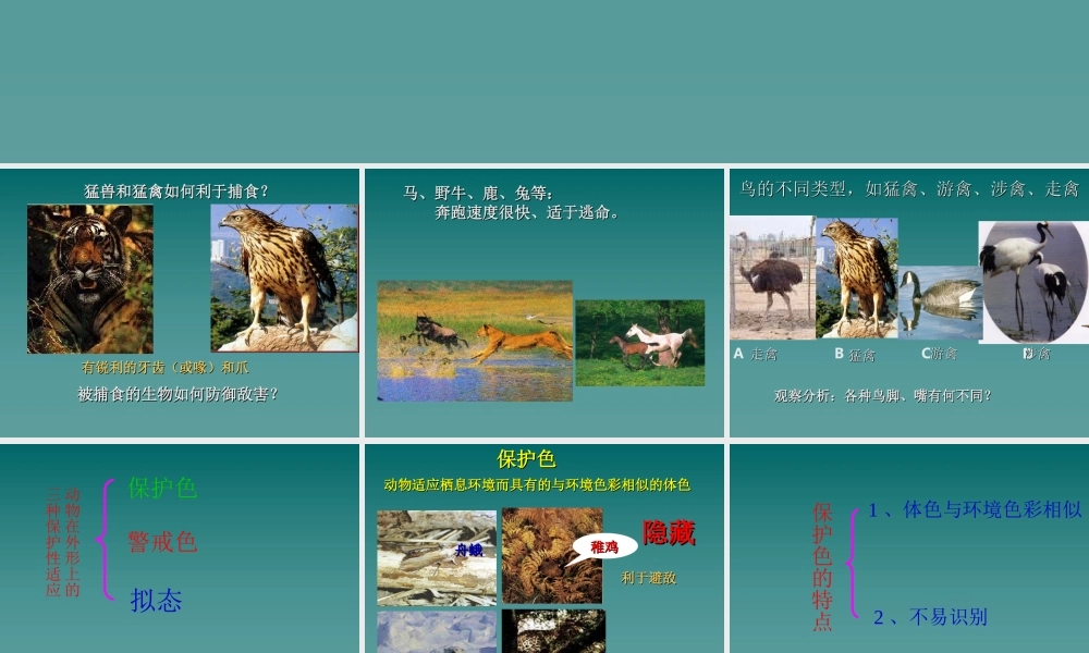 首师大小学科学三下《10.动物怎样保护自己》PPT课件(3) .ppt