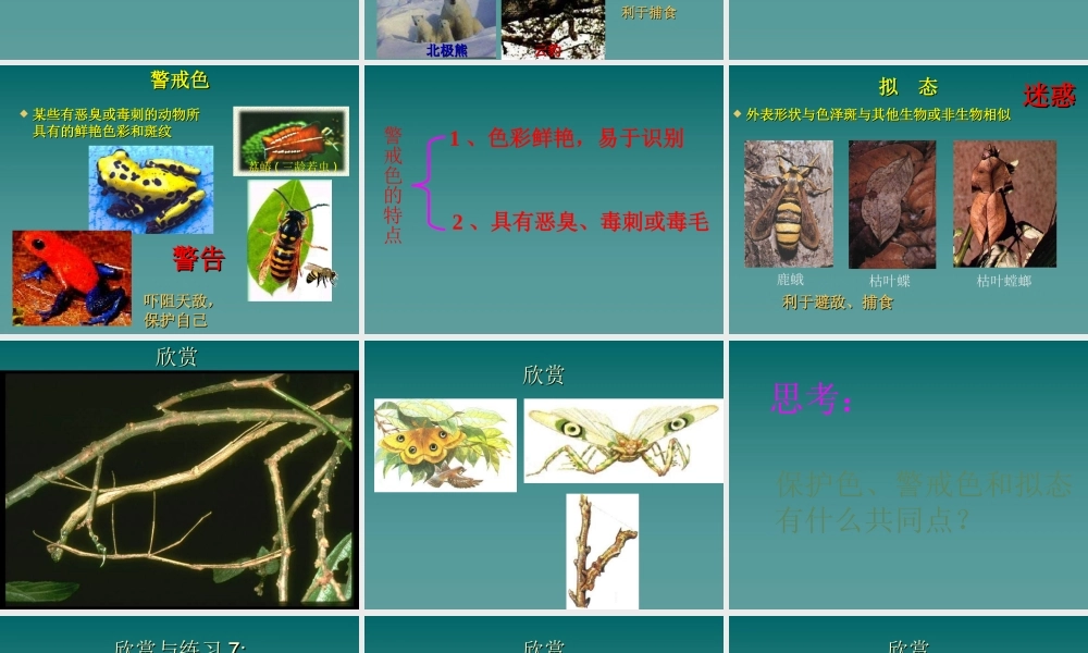 首师大小学科学三下《10.动物怎样保护自己》PPT课件(3) .ppt