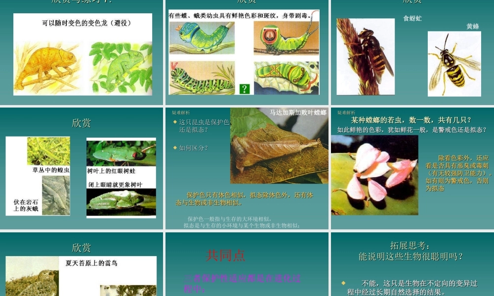 首师大小学科学三下《10.动物怎样保护自己》PPT课件(3) .ppt
