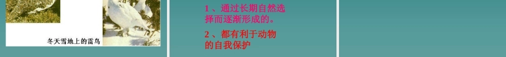 首师大小学科学三下《10.动物怎样保护自己》PPT课件(3) .ppt