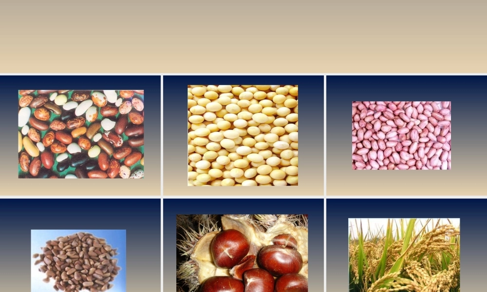 首师大小学科学三下《13.种子的构造》PPT课件(4) .ppt