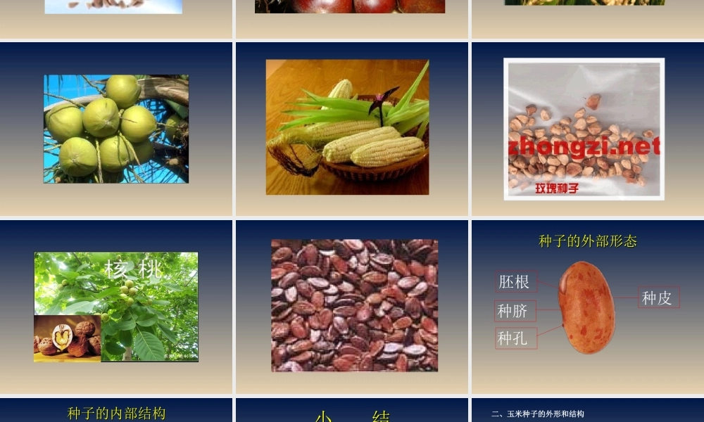 首师大小学科学三下《13.种子的构造》PPT课件(4) .ppt