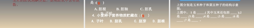 首师大小学科学三下《13.种子的构造》PPT课件(4) .ppt