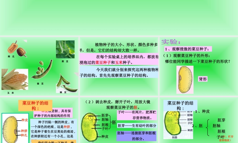 首师大小学科学三下《13.种子的构造》PPT课件(6) .ppt