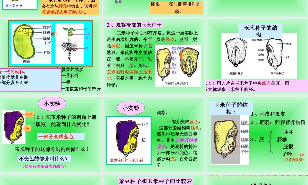 首师大小学科学三下《13.种子的构造》PPT课件(6) .ppt
