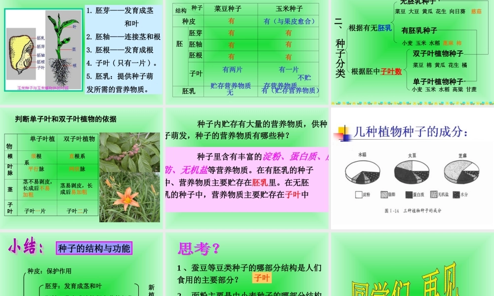 首师大小学科学三下《13.种子的构造》PPT课件(6) .ppt