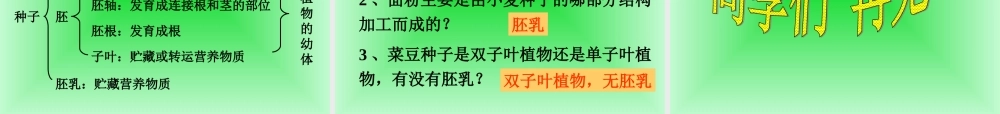首师大小学科学三下《13.种子的构造》PPT课件(6) .ppt