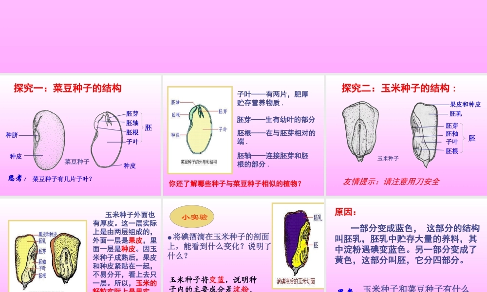 首师大小学科学三下《13.种子的构造》PPT课件(1) .ppt