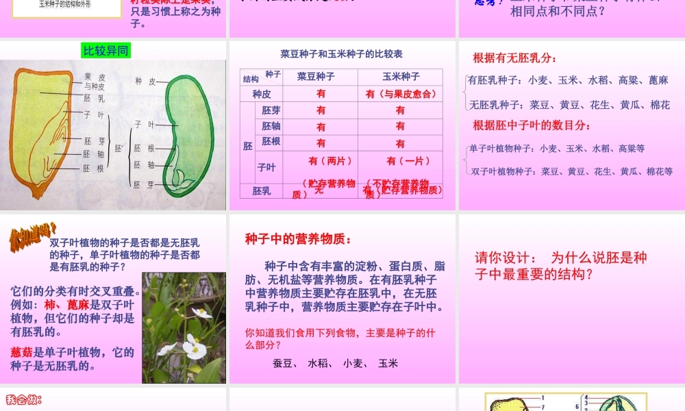首师大小学科学三下《13.种子的构造》PPT课件(1) .ppt