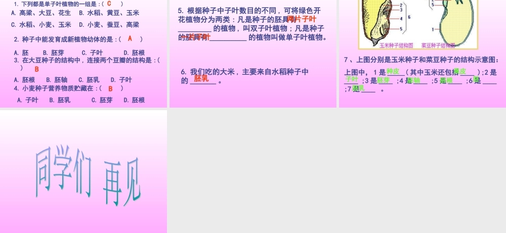 首师大小学科学三下《13.种子的构造》PPT课件(1) .ppt