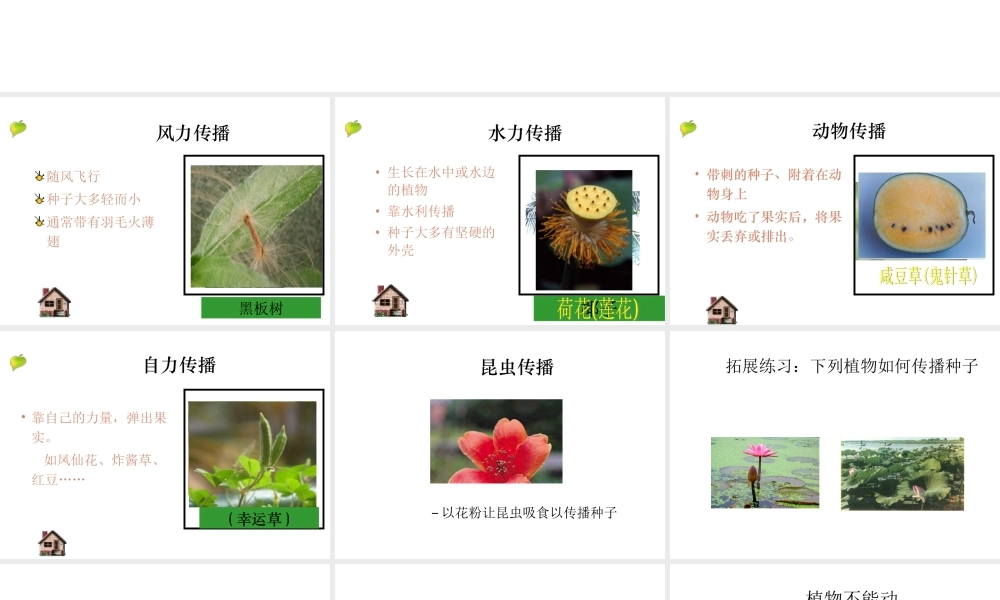 首师大小学科学三下《12.植物怎样传播种子》PPT课件(2).ppt