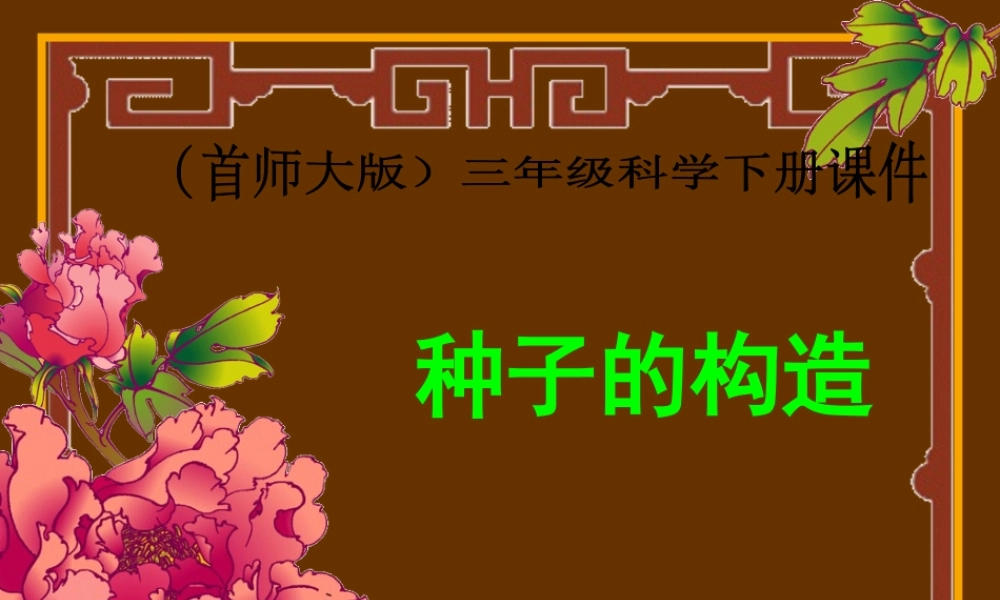 首师大小学科学三下《13.种子的构造》PPT课件(3) .ppt