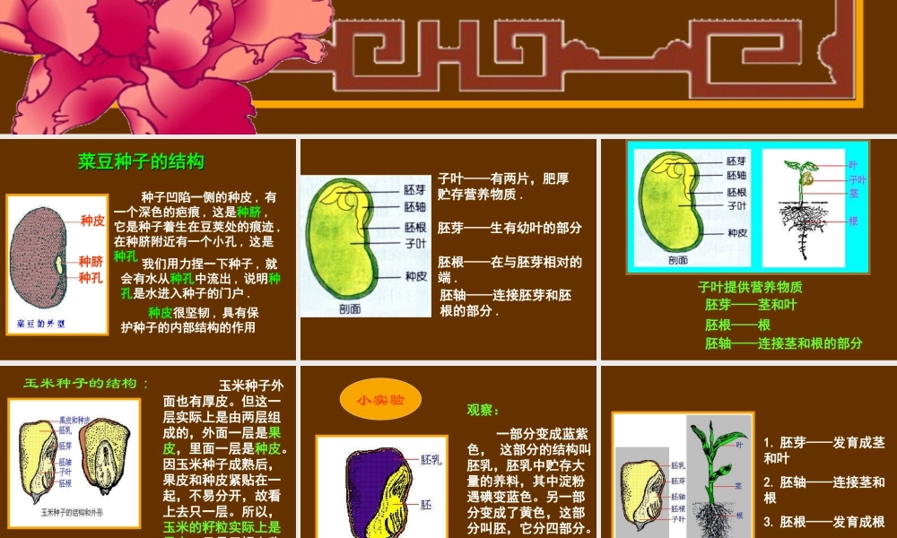 首师大小学科学三下《13.种子的构造》PPT课件(3) .ppt