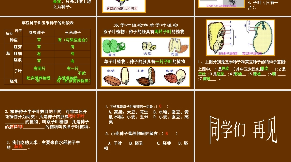 首师大小学科学三下《13.种子的构造》PPT课件(3) .ppt
