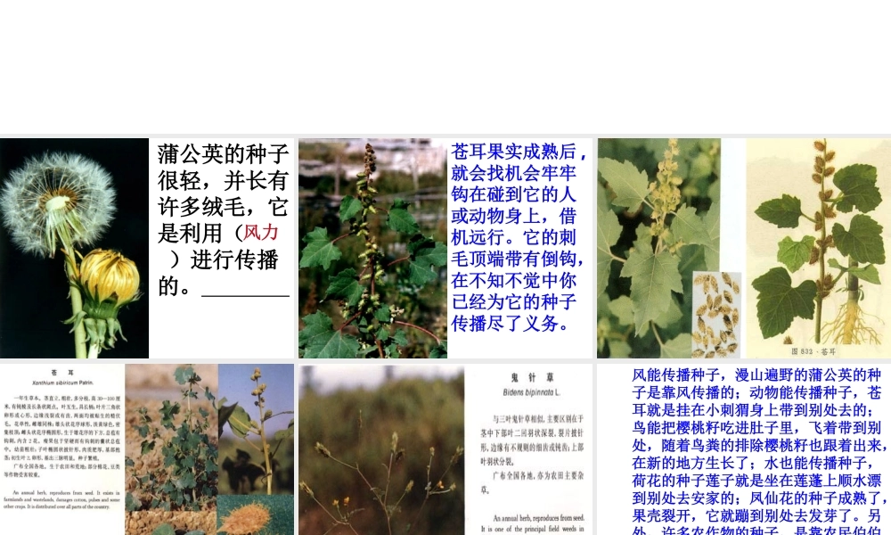 首师大小学科学三下《12.植物怎样传播种子》PPT课件(1).ppt