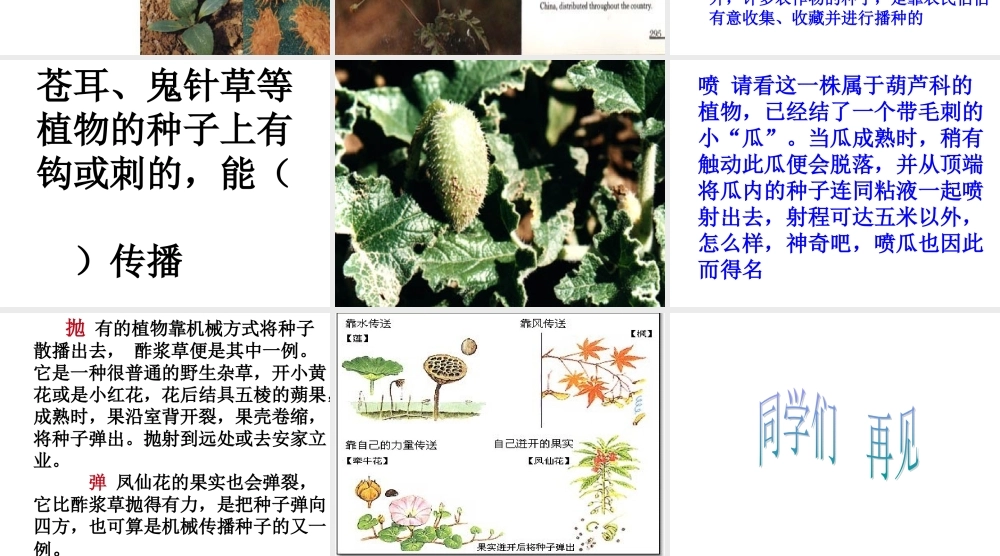 首师大小学科学三下《12.植物怎样传播种子》PPT课件(1).ppt