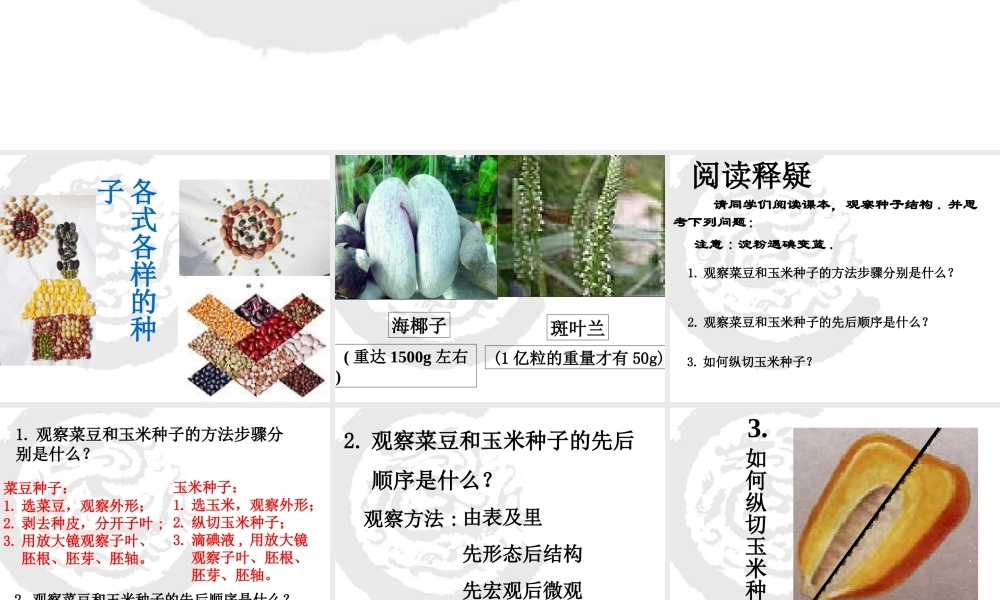 首师大小学科学三下《13.种子的构造》PPT课件(2) .ppt