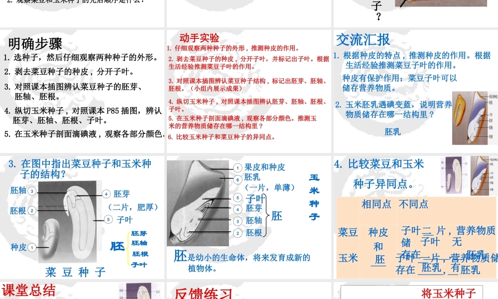 首师大小学科学三下《13.种子的构造》PPT课件(2) .ppt
