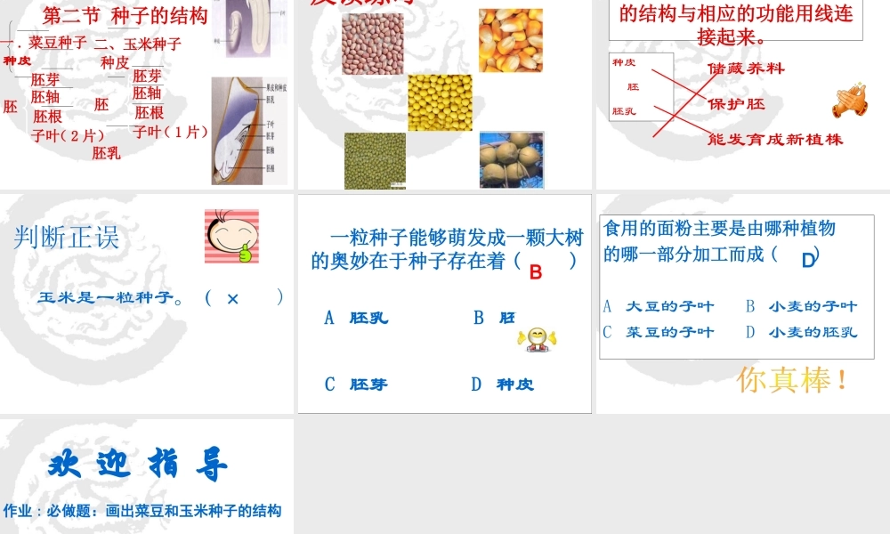首师大小学科学三下《13.种子的构造》PPT课件(2) .ppt