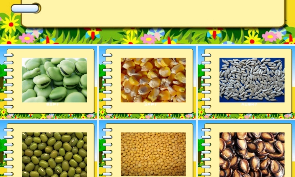 首师大小学科学三下《13.种子的构造》PPT课件(5) .ppt