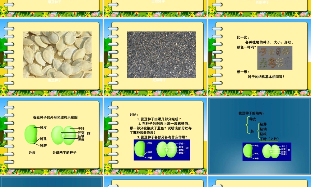 首师大小学科学三下《13.种子的构造》PPT课件(5) .ppt