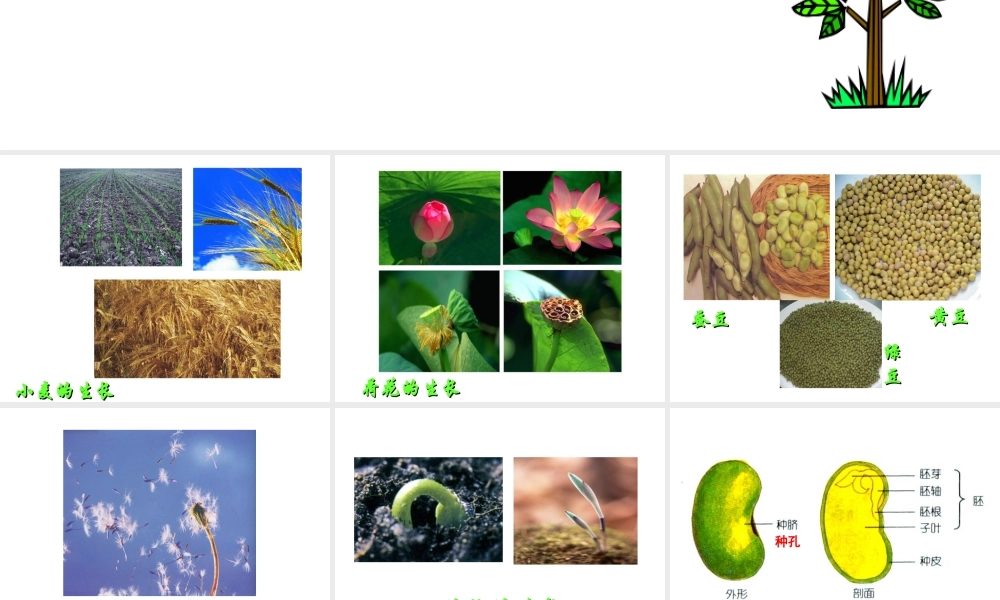 首师大小学科学三下《14.植物怎样度过一生》PPT课件(3) .ppt