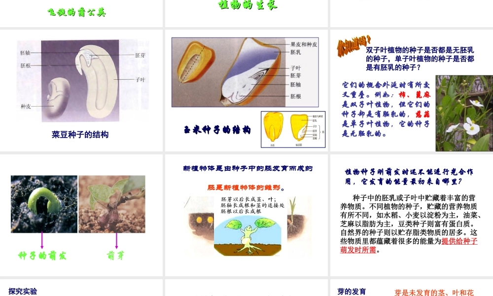 首师大小学科学三下《14.植物怎样度过一生》PPT课件(3) .ppt