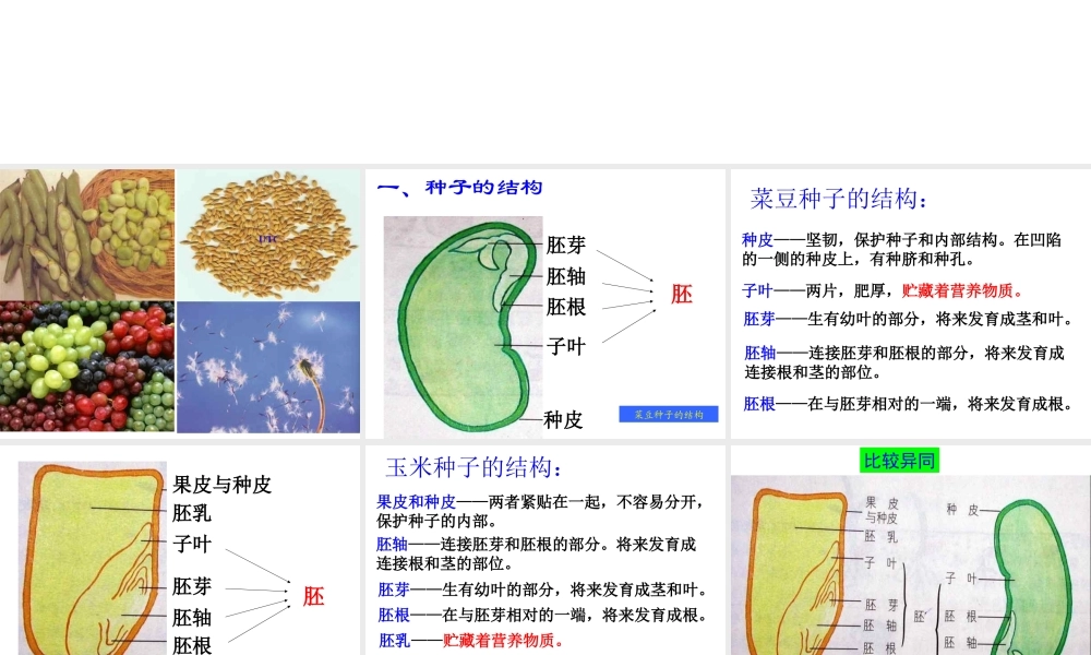 首师大小学科学三下《14.植物怎样度过一生》PPT课件(2) .ppt