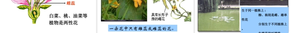 首师大小学科学三下《14.植物怎样度过一生》PPT课件(2) .ppt