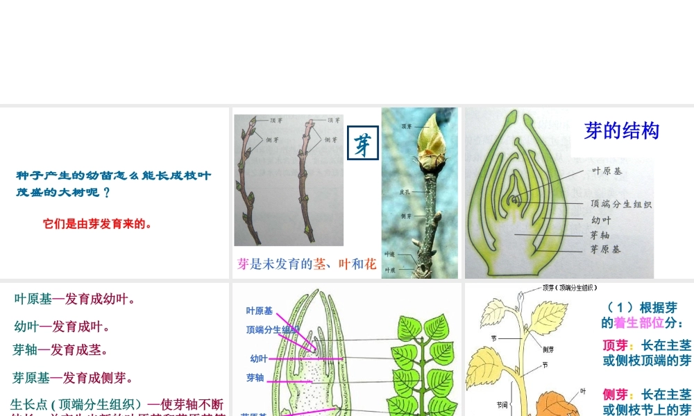 首师大小学科学三下《14.植物怎样度过一生》PPT课件(1) .ppt