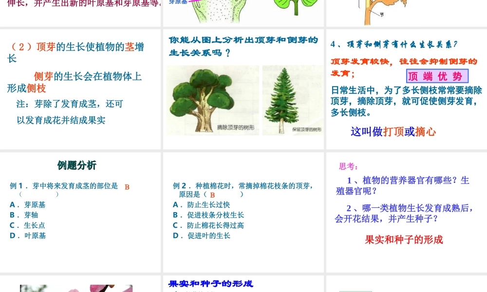 首师大小学科学三下《14.植物怎样度过一生》PPT课件(1) .ppt