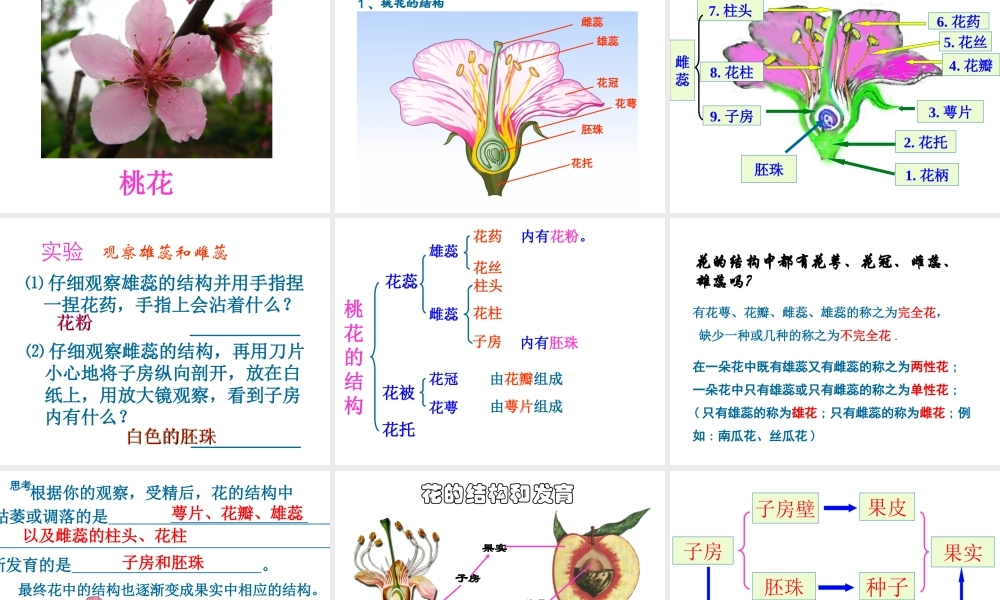 首师大小学科学三下《14.植物怎样度过一生》PPT课件(1) .ppt