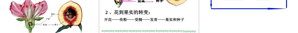 首师大小学科学三下《14.植物怎样度过一生》PPT课件(1) .ppt