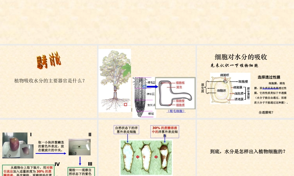 首师大小学科学三下《15.植物怎样喝水》PPT课件.ppt