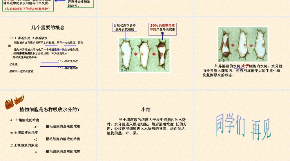 首师大小学科学三下《15.植物怎样喝水》PPT课件.ppt