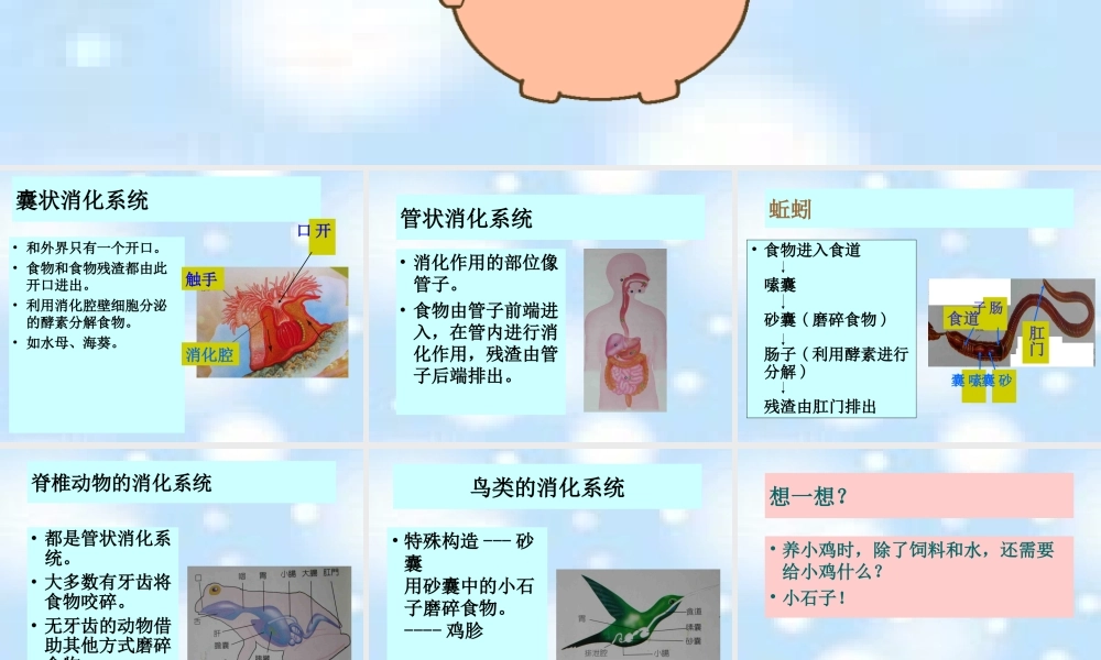 首师大小学科学三下《9.动物怎样吃食物》PPT课件.ppt