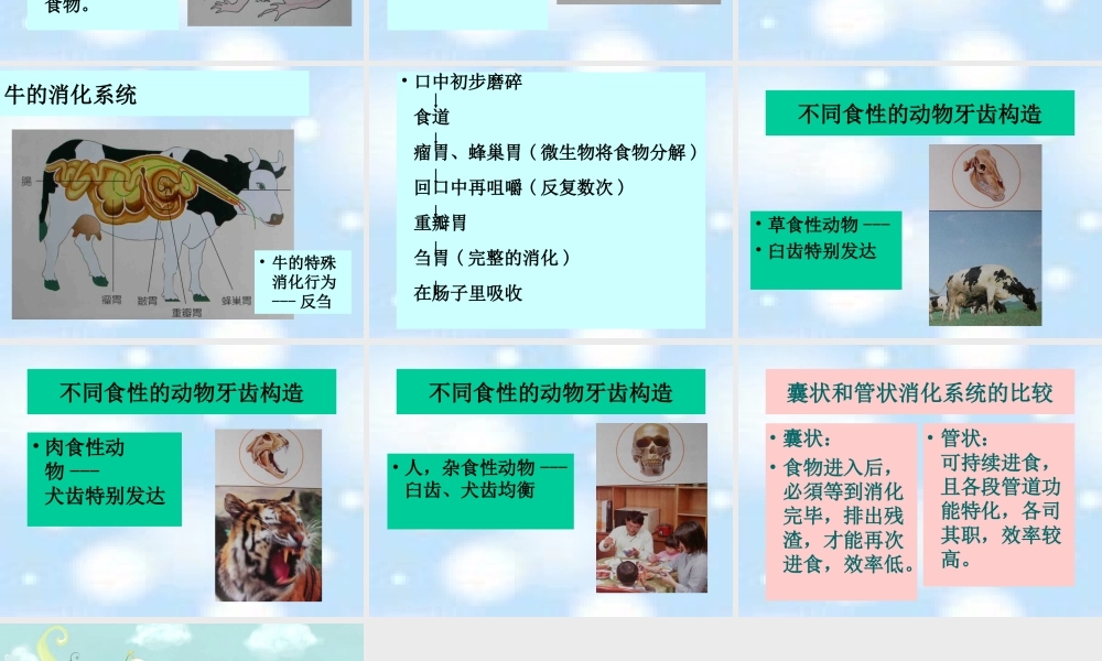 首师大小学科学三下《9.动物怎样吃食物》PPT课件.ppt