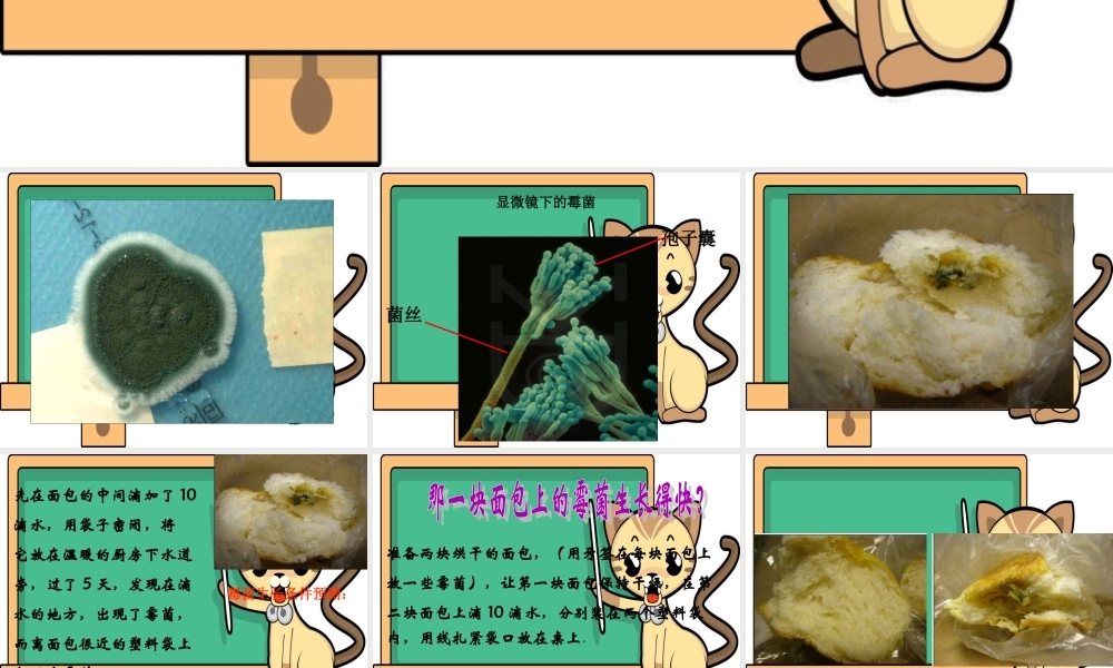 首师大小学科学五上《8.发霉》PPT课件(1).ppt