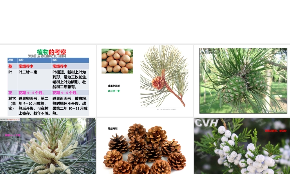 首师大小学科学六上《18.植物的考察》PPT课件.pptx