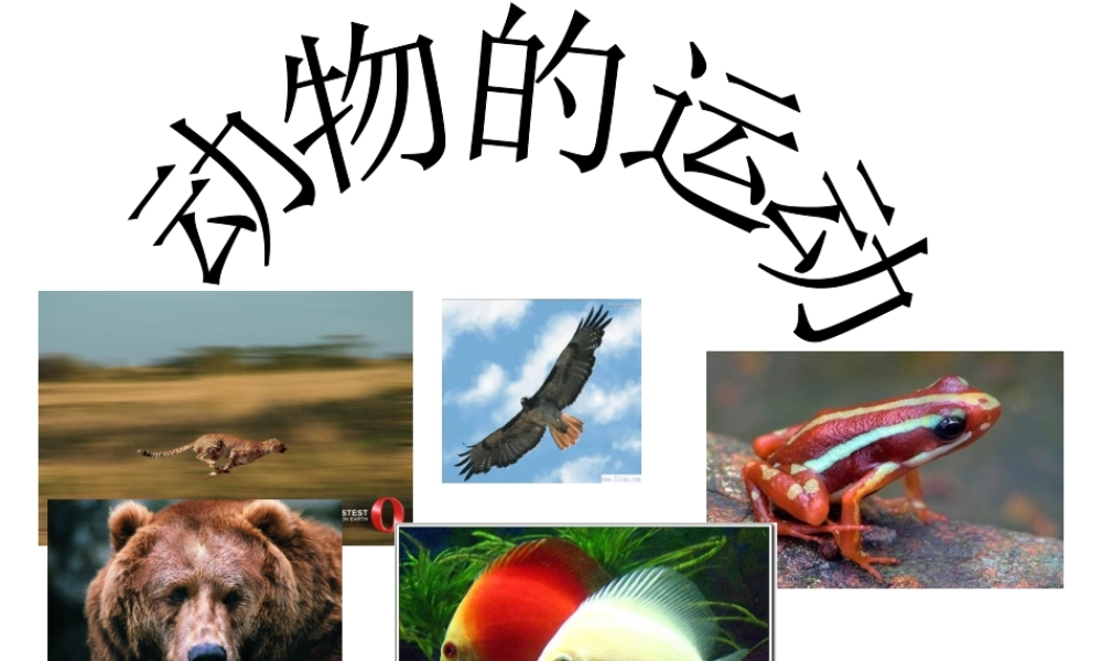 首师大小学科学六上《10.动物的运动》PPT课件2.ppt