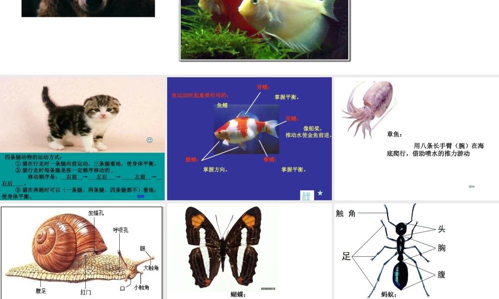 首师大小学科学六上《10.动物的运动》PPT课件2.ppt