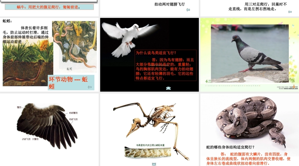 首师大小学科学六上《10.动物的运动》PPT课件2.ppt