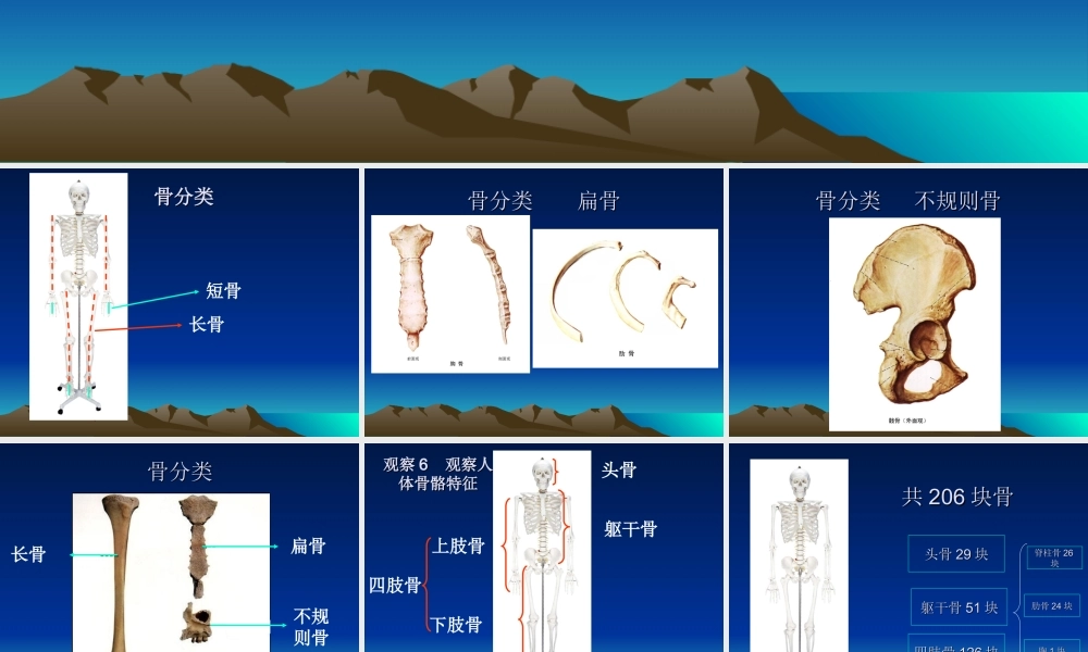 首师大小学科学六上《11.人体的运动》PPT课件.ppt
