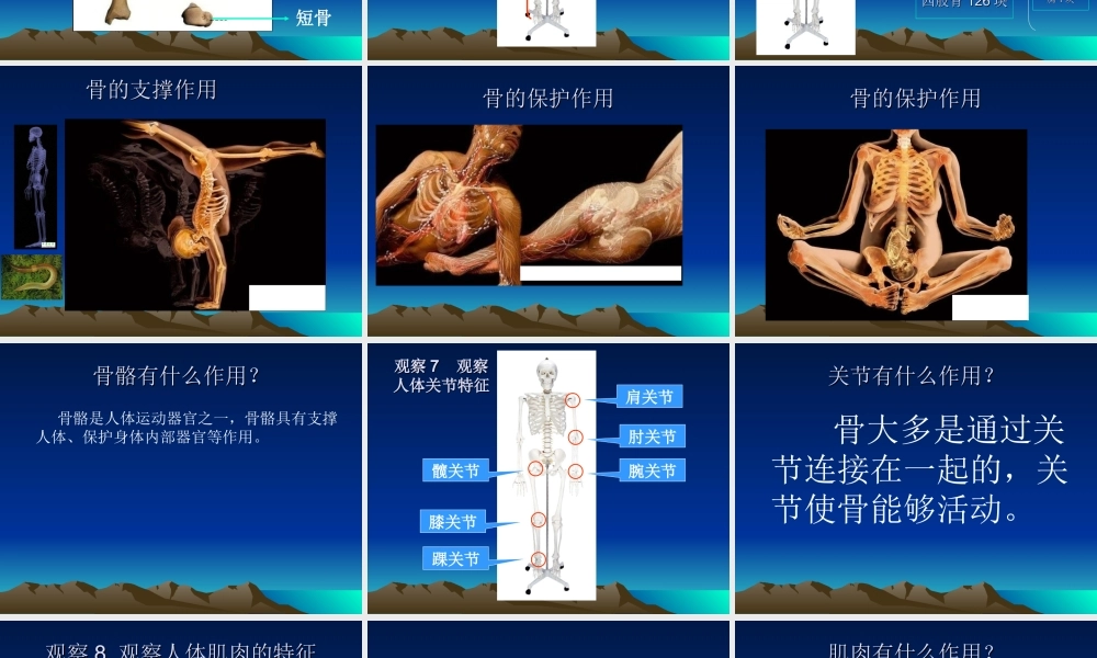 首师大小学科学六上《11.人体的运动》PPT课件.ppt