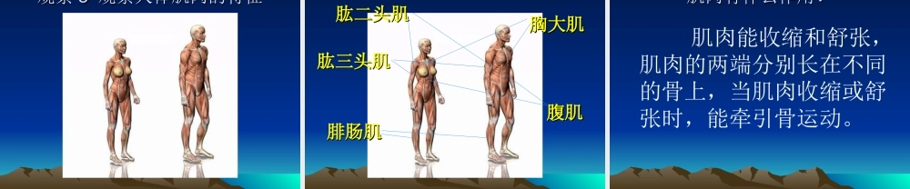 首师大小学科学六上《11.人体的运动》PPT课件.ppt