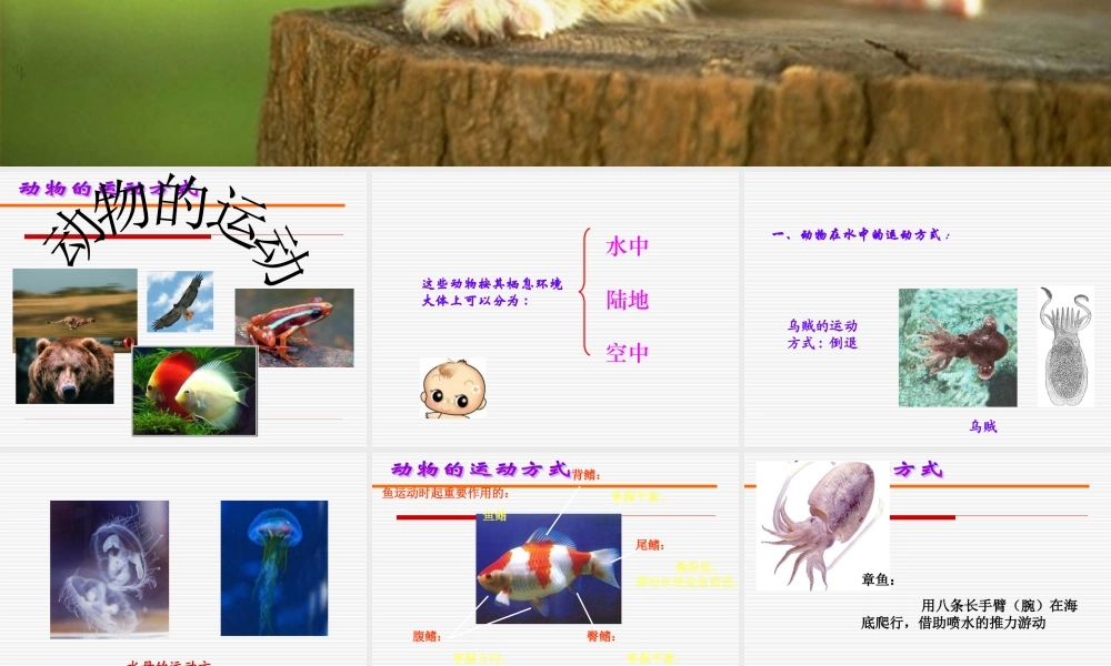 首师大小学科学六上《10.动物的运动》PPT课件.ppt