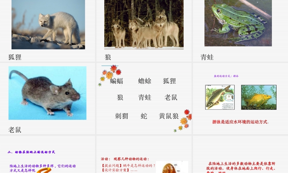 首师大小学科学六上《10.动物的运动》PPT课件.ppt
