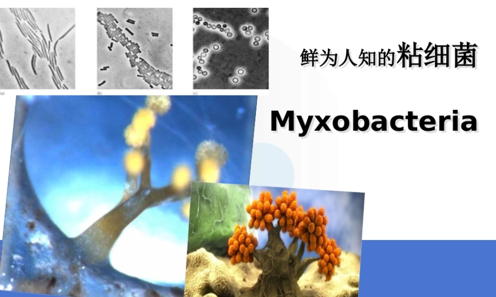 首师大小学科学六下《4.微生物的技术》PPT课件.ppt