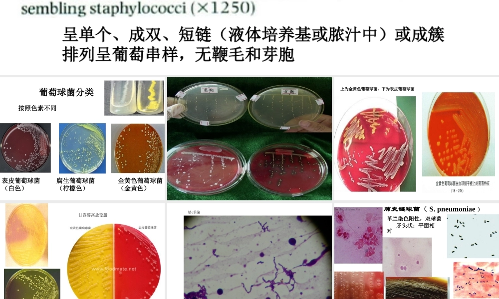 首师大小学科学六下《3.微生物》PPT课件.ppt
