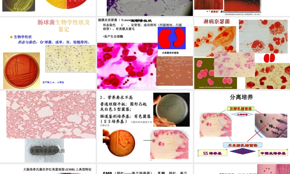 首师大小学科学六下《3.微生物》PPT课件.ppt